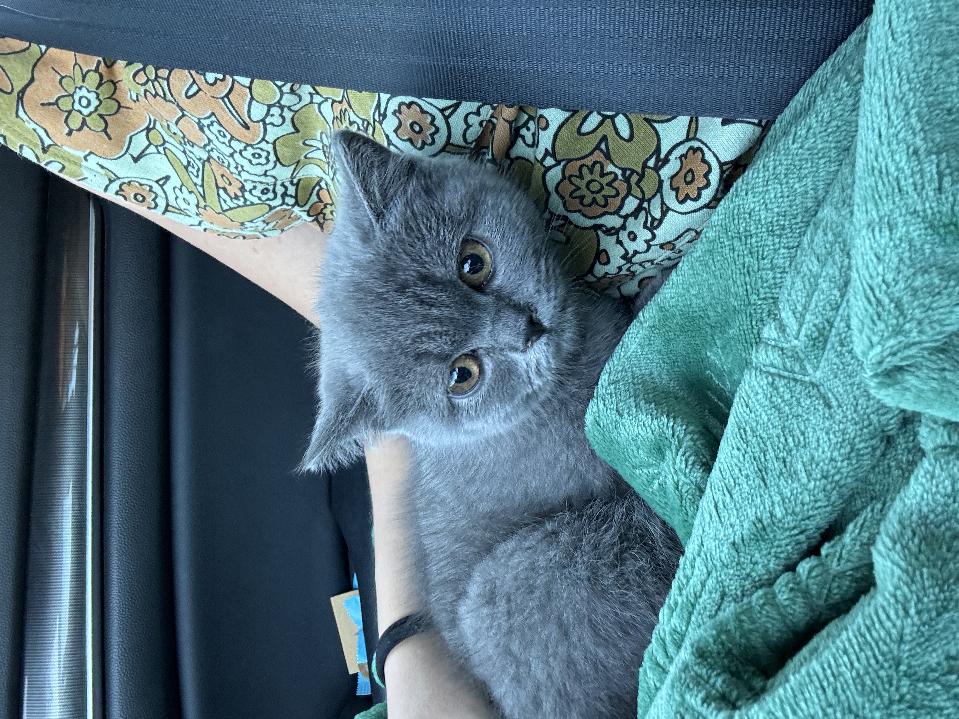 Nimbus Baby